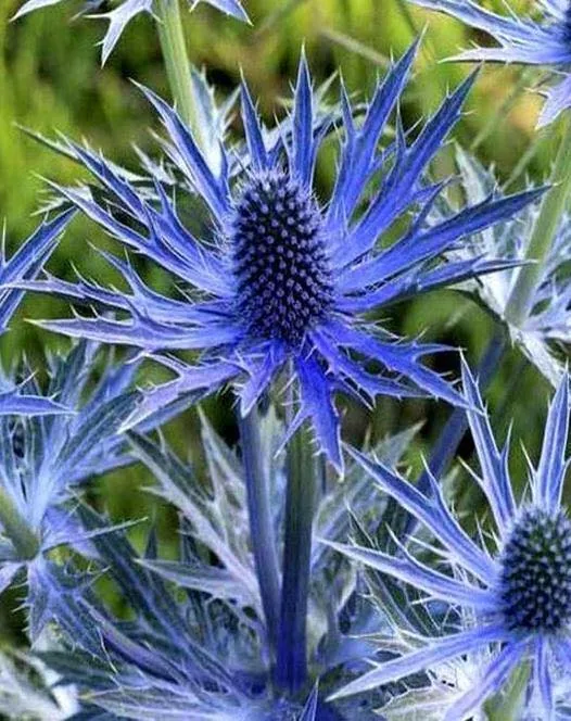 'Big Blue'