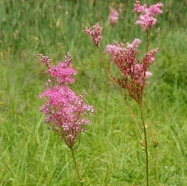Filipendula rubra