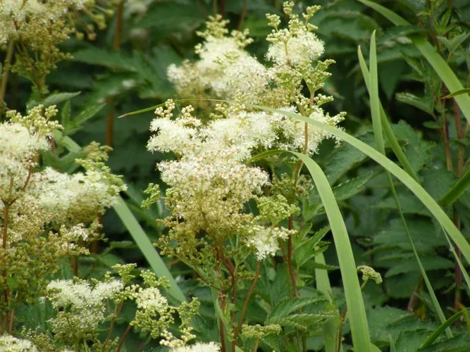 Filipendula ulmaria Queen of the Meadow by Midwest Gardening