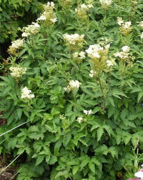 Filipendula ulmaria Queen of the Meadow by Midwest Gardening