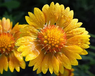 Gaillardia aristata Oranges Lemons by Sheri Ann Richerson