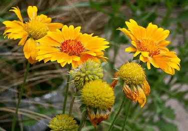 Gaillardia Oranges and Lemons by Chiot s Run