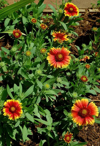 Gaillardia Arizona Sun by Mark F Levisay