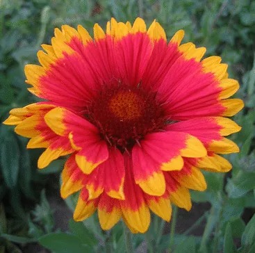 Gaillardia Bremen by Jan Klaas