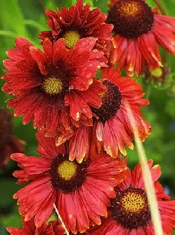 Gaillardia Burgundy by Old Itch