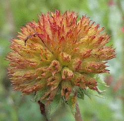 gaillardia burgandy seedhead by Eleanor Martin