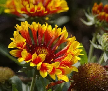 Gaillardia Fanfare by Dan Lamee