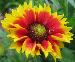 Gaillardia Goblin by Sarah s Yard
