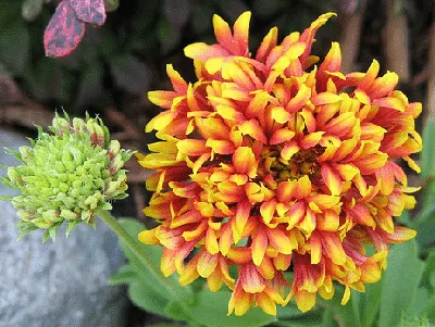 Gaillardia Pulchella Sundance Bicolor by beautifulcataya