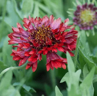 Gaillardia Pulchella Red Plume by Yoko Nekonomania