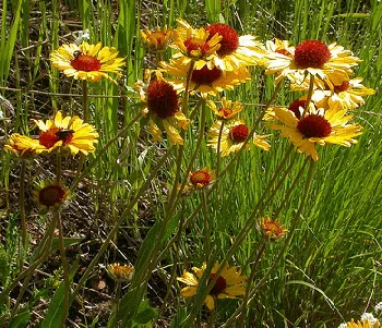 Gaillardia aristata species by Matt Lavin