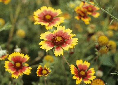 Gaillardia pulchella species by Stephen Seiberling