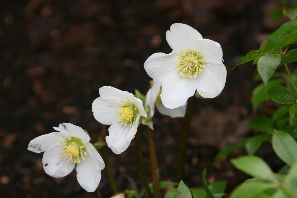 Helleborus 'Niger'