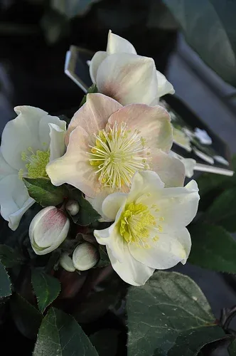 Helleborus niger 'Cinnamon Snow' by douneika