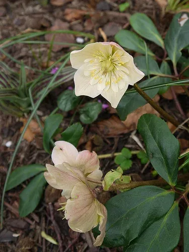 Helleborus niger Harvington double white by mpaola andreoni