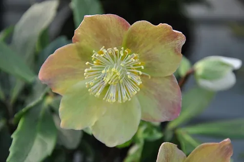 Helleborus niger 'Jacob' by douneika