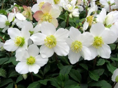 Helleborus niger 'Jacob'