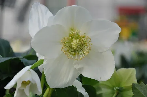 Helleborus niger 'Josef Lemper' by douneika
