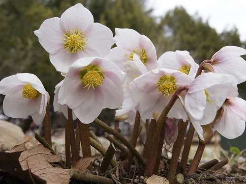 Helleborus niger 'Praecox' by Bob Gutowski