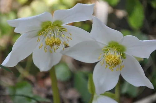Helleborus niger 'Potter's Wheel' g