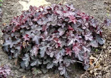 Heuchera Dolce Black Currant by Midwest Gardening
