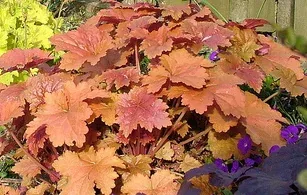 Heuchera Creme Brulee