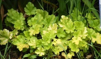 Heuchera Dolce Key Lime Pie by Midwest Gardening