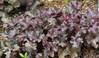 Heuchera Dolce Licorice by Midwest Gardening