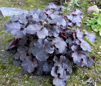 Heuchera Dolce Licorice by Daryl Mitchell