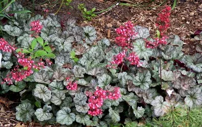 Heuchera Dolce Mocha Mint by Midwest Gardening