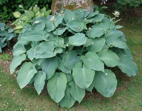 Blue Angel Hosta