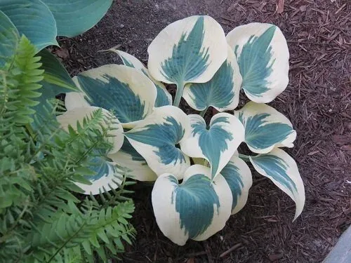 Blue Ivory