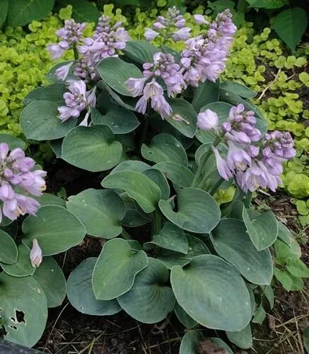 Blue Mouse Ears Hosta