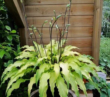 Curly Fries Hosta