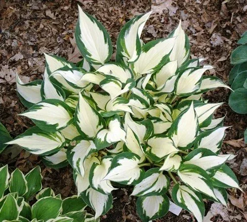 Fire and Ice Hosta