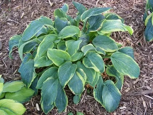 Frances William Hosta by Midwest Gardening Copy