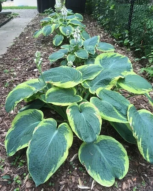 Frances Williams by Midwest Gardening
