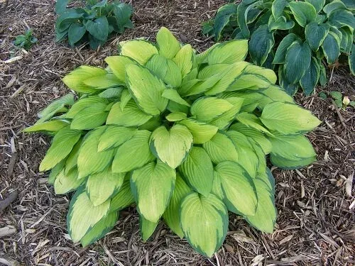 Gold Standard Hosta by Midwest Gardening