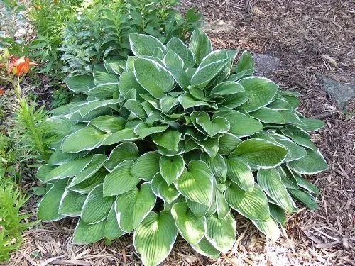 Green Gold Hosta by Midwest Gardening Copy