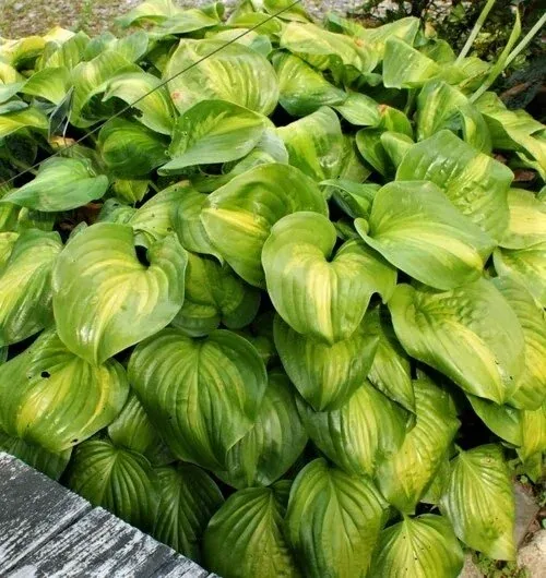 Hosta.Guacamole