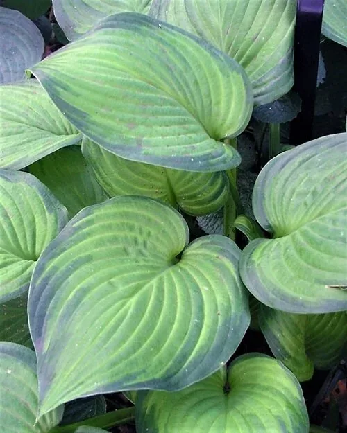 Hosta Guacamole
