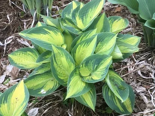 Hosta June by Midwest Gardening (2)