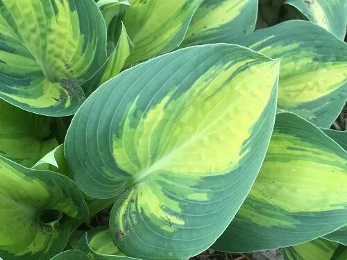Hosta June by Midwest Gardening (3)