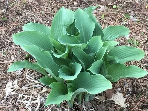 Hosta Krossa Regal by Midwest Gardening (3)