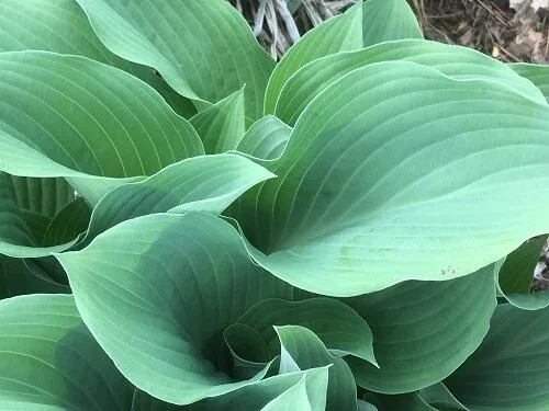 Hosta Krossa Regal by Midwest Gardening (1)