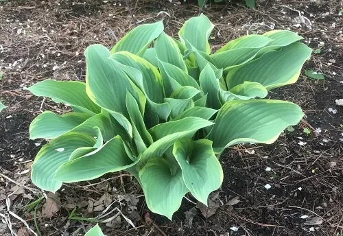 Hosta Regal Splendor by Midwest Gardening (3)