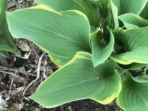 Hosta Regal Splendor by Midwest Gardening (5)