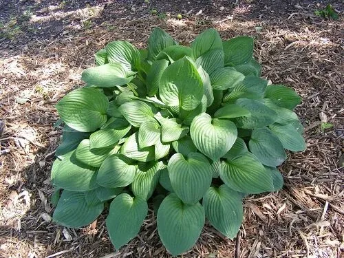 Royal Standard Hosta by Midwest Gardening