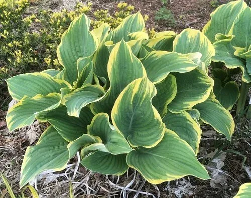 Hosta Sagae by Midwest Gardening