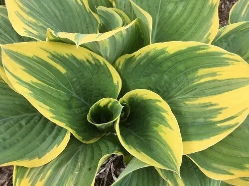 Hosta Sagae by Midwest Gardening (3)